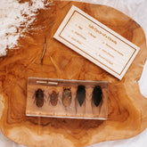 Our Earth Life // Cicada Life Cycle Specimen Block