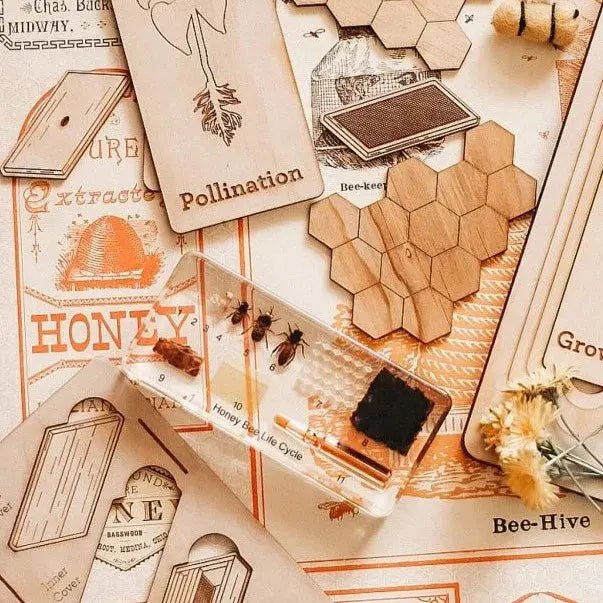 Our Earth Life // Honey Bee Life Cycle Specimen Block Our Earth Life