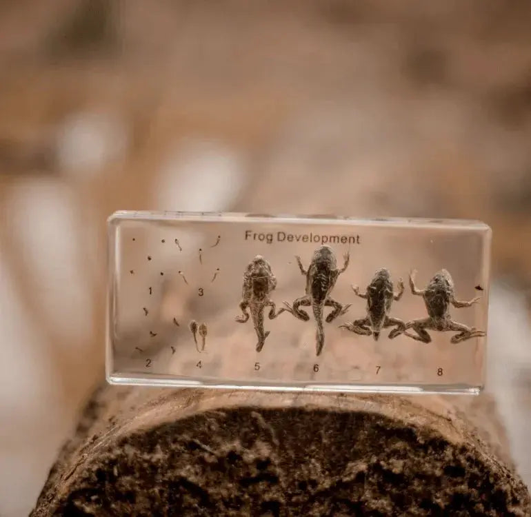 Our Earth Life // Frog Life Cycle Specimen Block Our Earth Life
