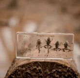 Our Earth Life // Frog Life Cycle Specimen Block Our Earth Life