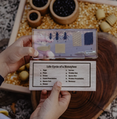 Our Earth Life // Honey Bee Life Cycle Specimen Block