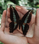 Our Earth Life // Bluebottle Butterfly Specimen