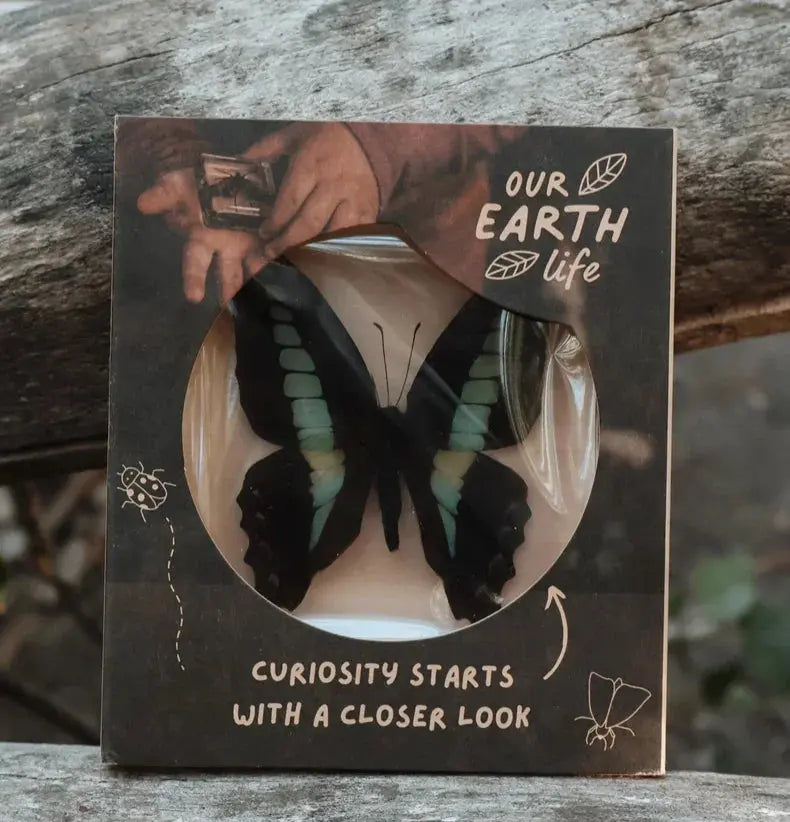 Our Earth Life // Bluebottle Butterfly Specimen Our Earth Life