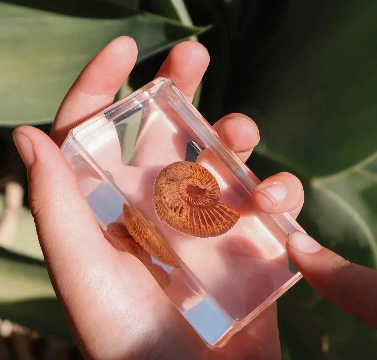 Our Earth Life // Ammonite Fossil Specimen Our Earth Life