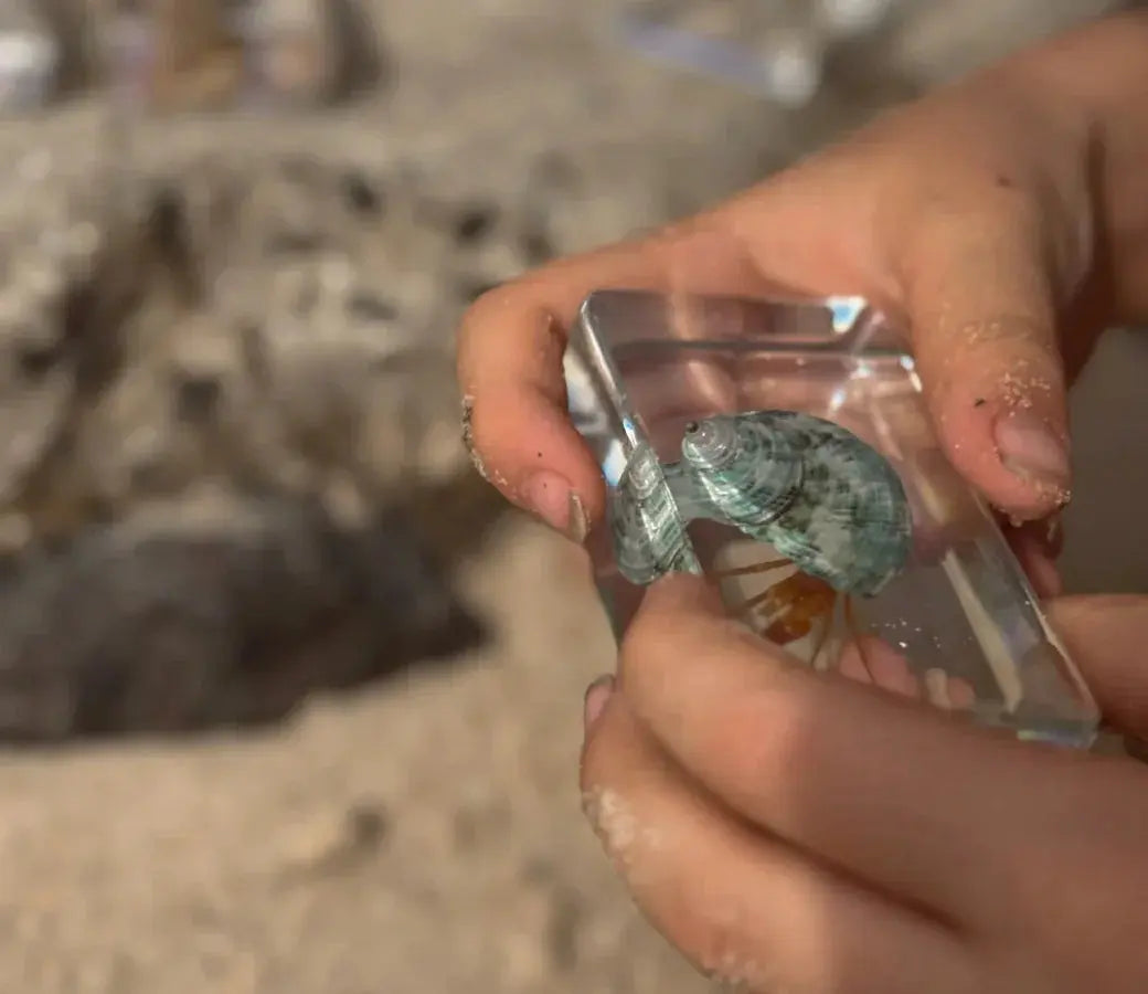 Our Earth Life // Hermit Crab Specimen Our Earth Life