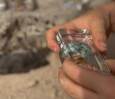 Our Earth Life // Hermit Crab Specimen Our Earth Life