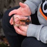 Our Earth Life // Golden Scorpion Specimen Our Earth Life