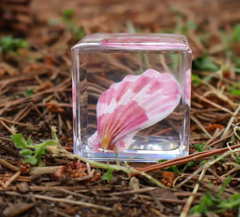 Our Earth Life // Scallop Shell Specimen Cube Our Earth Life