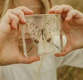 Our Earth Life // Swallowtail Butterfly Specimen Our Earth Life