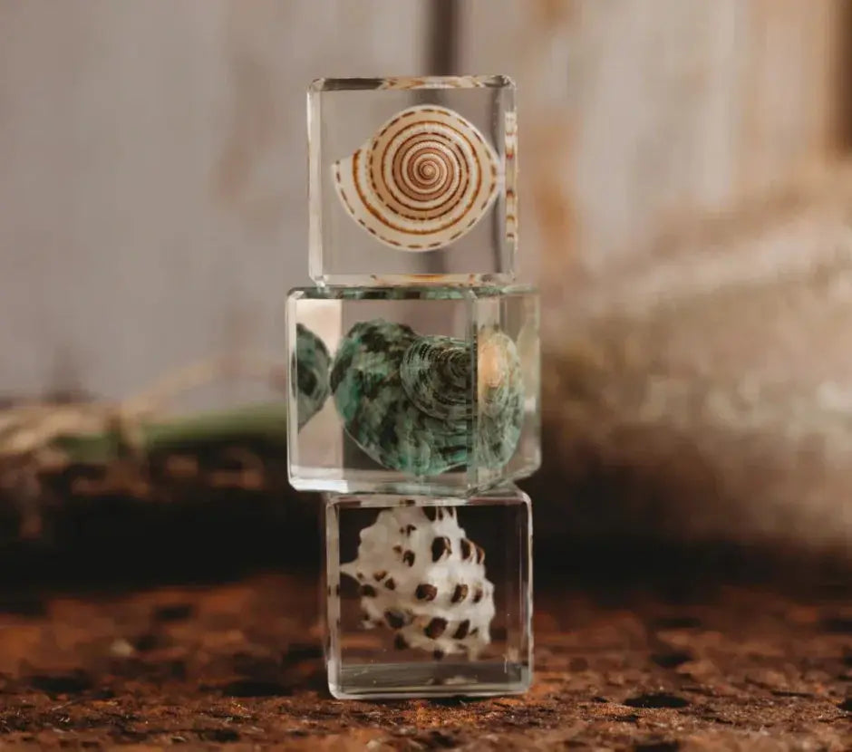 Our Earth Life // Trio Of Shell Specimens Our Earth Life