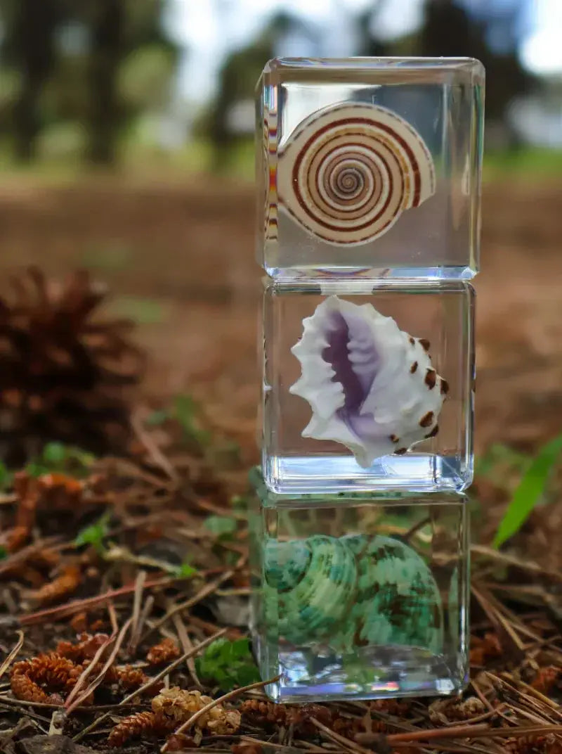 Our Earth Life // Trio Of Shell Specimens Our Earth Life