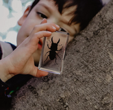Our Earth Life // Stag Beetle Specimen