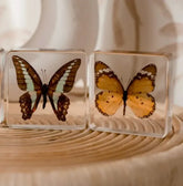 Our Earth Life // Butterfly Specimen Pair Our Earth Life