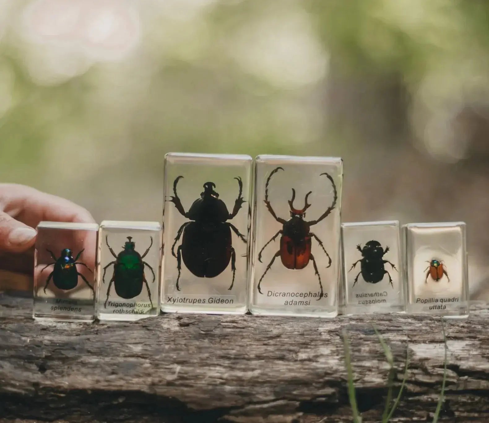 Our Earth Life //Chafer Beetle Specimen Set Our Earth Life
