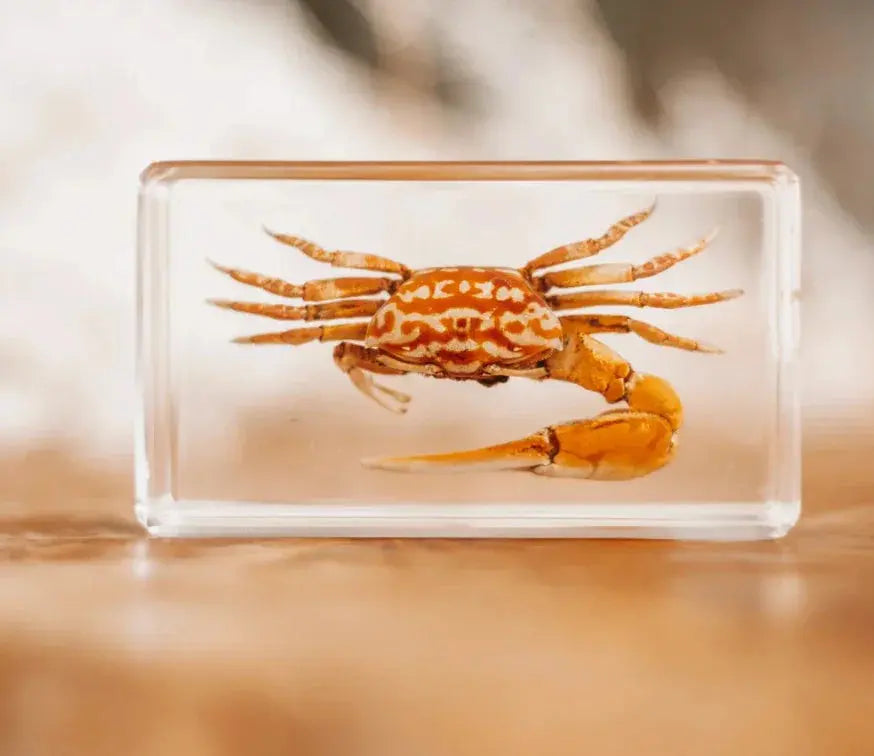 Our Earth Life //Fiddler Crab Specimen Our Earth Life