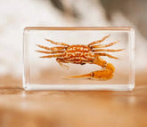 Our Earth Life //Fiddler Crab Specimen Our Earth Life