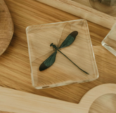 Our Earth Life // Blue Damselfly Specimen
