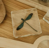 Our Earth Life // Blue Damselfly Specimen Our Earth Life