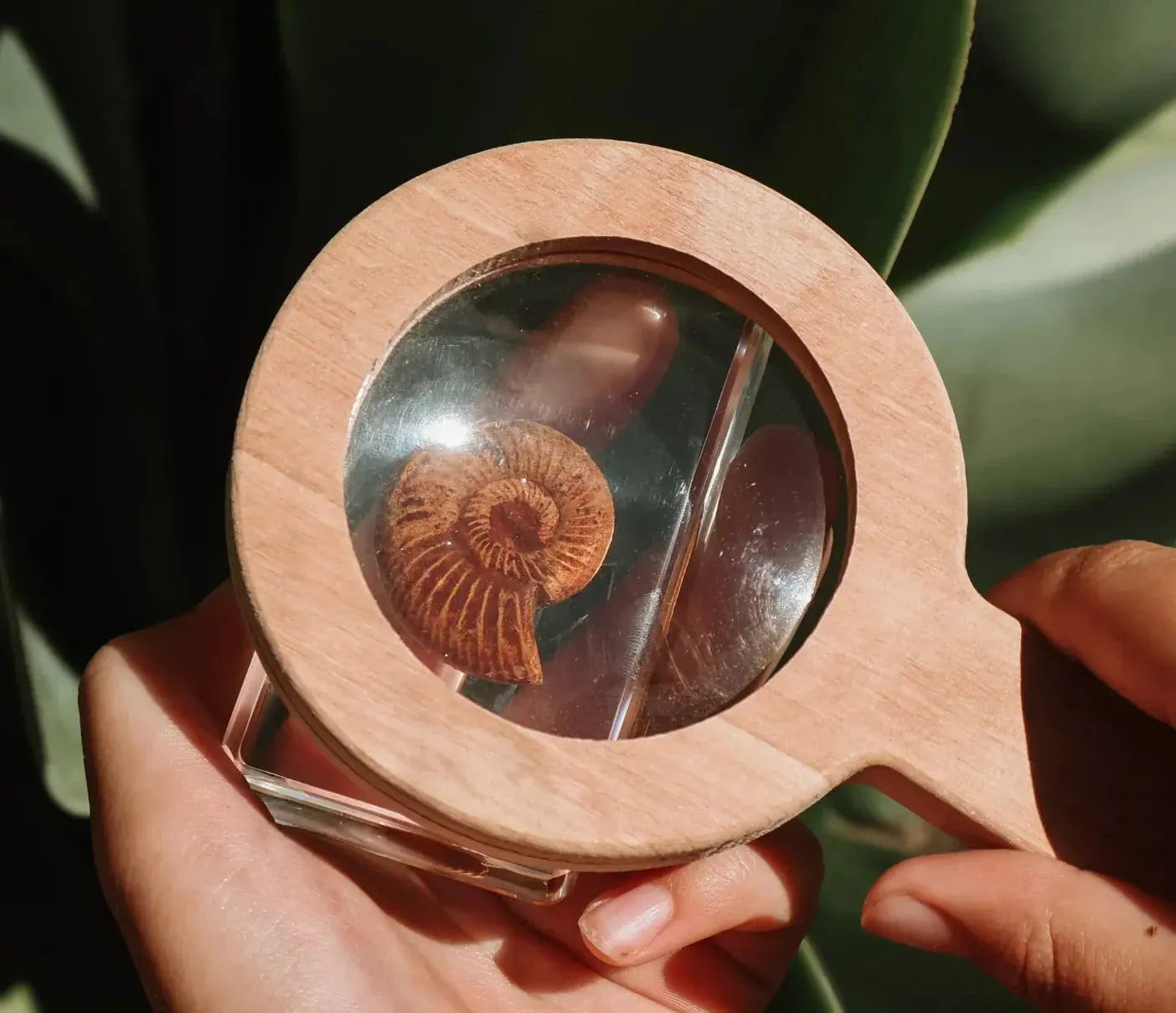 Our Earth Life // Ammonite Fossil Specimen Our Earth Life