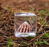 Our Earth Life //Strawberry Shell Specimen Cube Our Earth Life