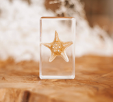 Our Earth Life // Starfish Specimen