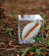 Our Earth Life // Cowrie Shell Specimen Cube Our Earth Life