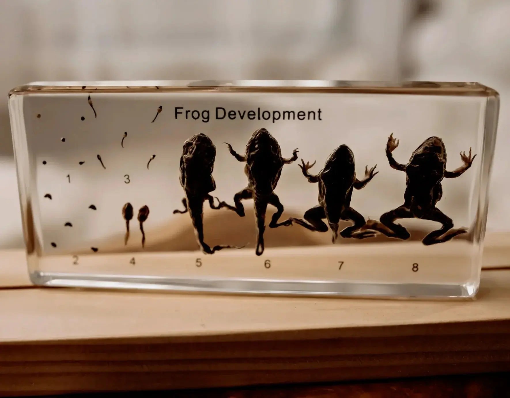 Our Earth Life // Frog Life Cycle Specimen Block Our Earth Life