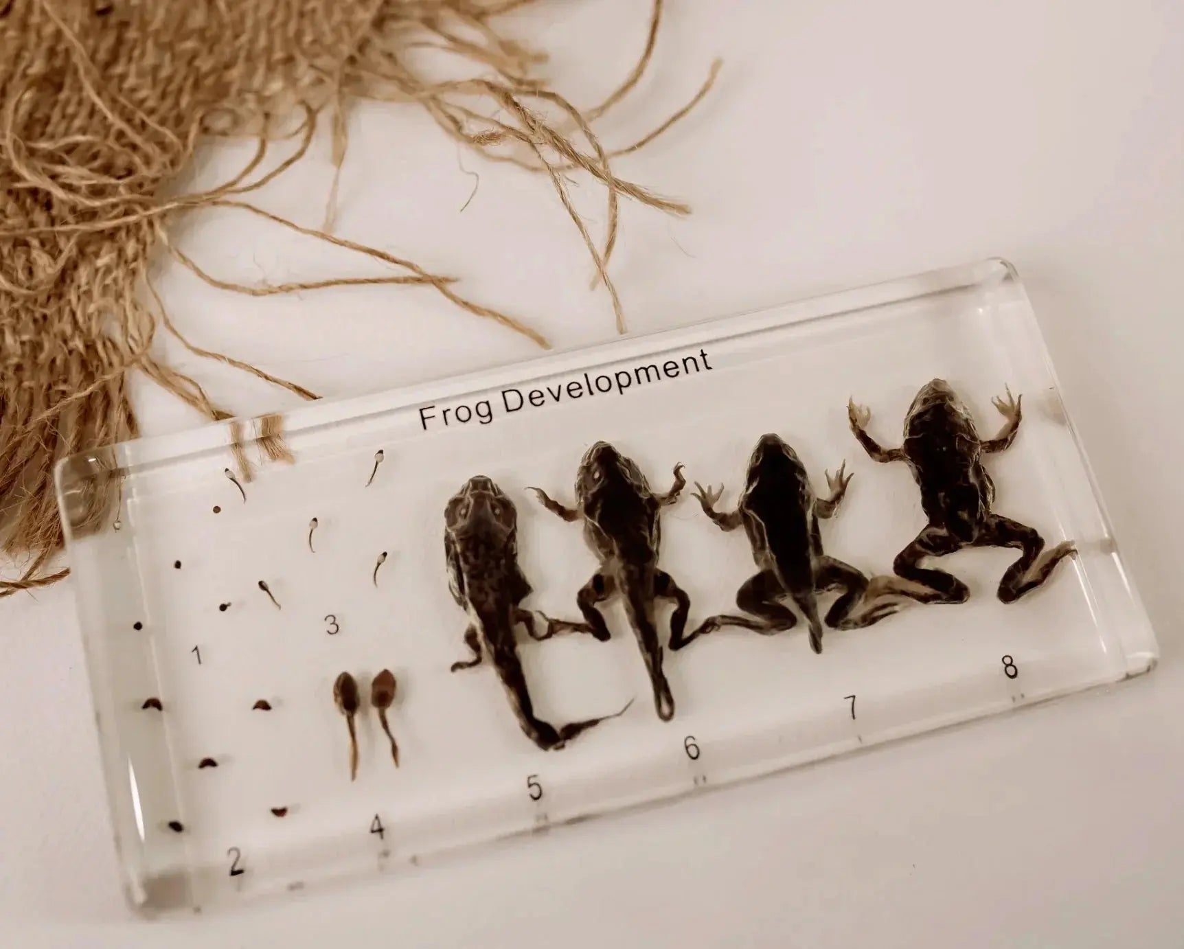 Our Earth Life // Frog Life Cycle Specimen Block Our Earth Life