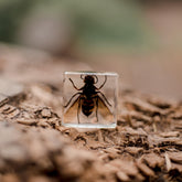 Our Earth Life // Wasp Specimen