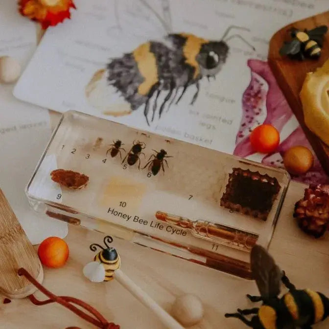 Our Earth Life // Honey Bee Life Cycle Specimen Block Our Earth Life