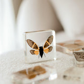 Specimen // Yellow Winged Cicada