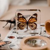 Specimen // Common Tiger Butterfly