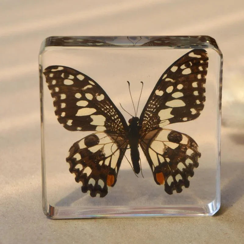 The Curated Parcel - Specimen // Limed Butterfly