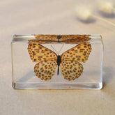 The Curated Parcel - Specimen // Spotted Butterfly