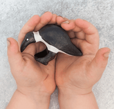 The Curated Parcel - NOM // Ibis Pecking