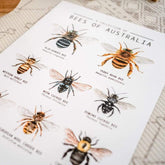 The Curated Parcel - Bees of Australia