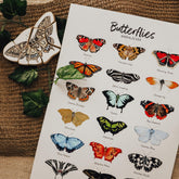 The Curated Parcel - Butterflies