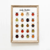 The Curated Parcel - Lady Beetles