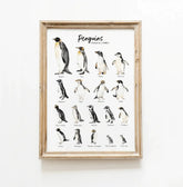 The Curated Parcel - Penguins Around The Globe