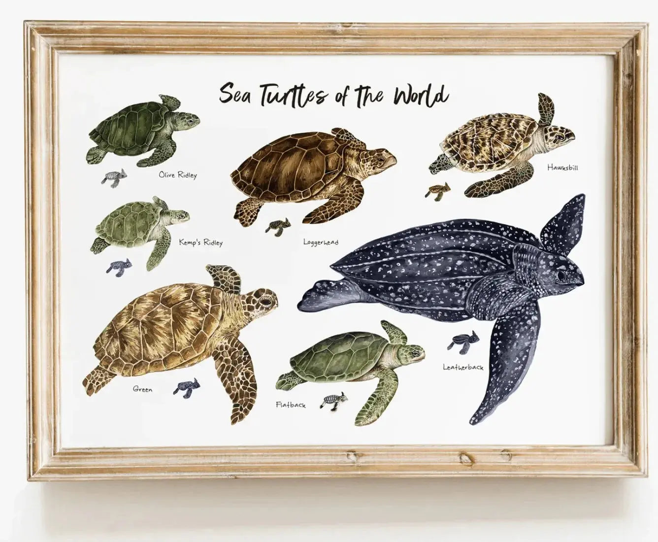 The Curated Parcel - Sea Turtles Of The World