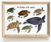 The Curated Parcel - Sea Turtles Of The World