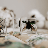 The Curated Parcel - Specimen // Brilliant Bug Set