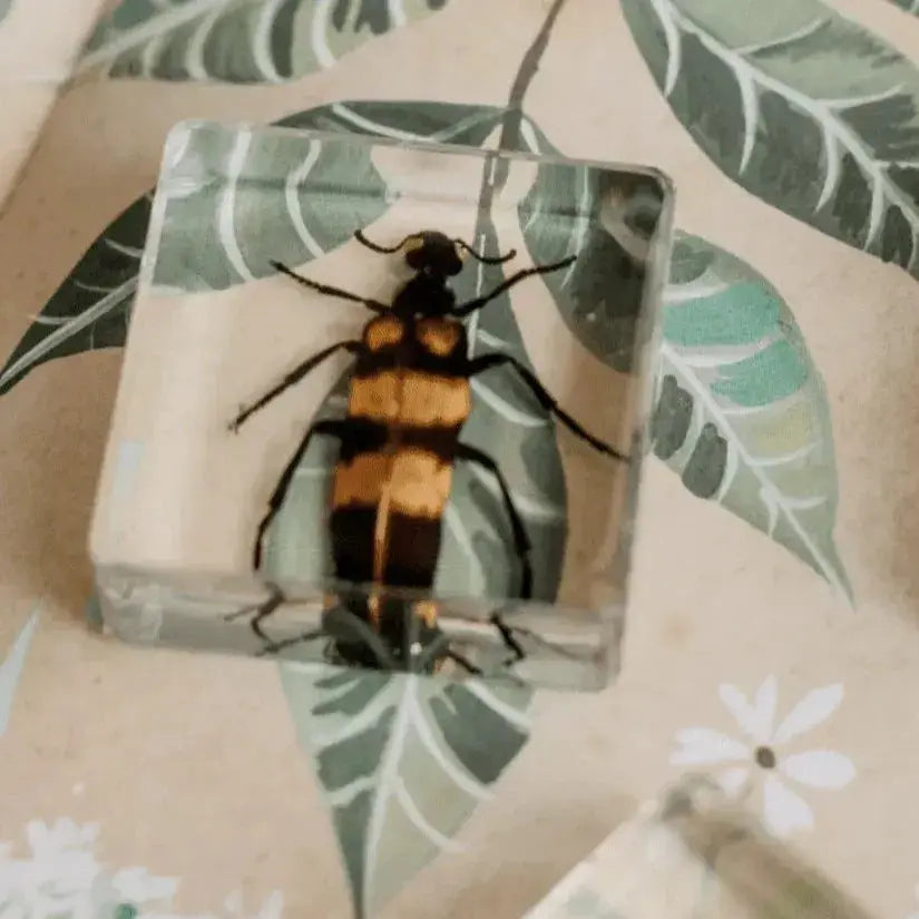 The Curated Parcel - Specimen // Brilliant Bug Set