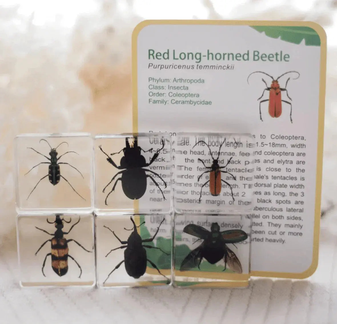 The Curated Parcel - Specimen // Brilliant Bug Set