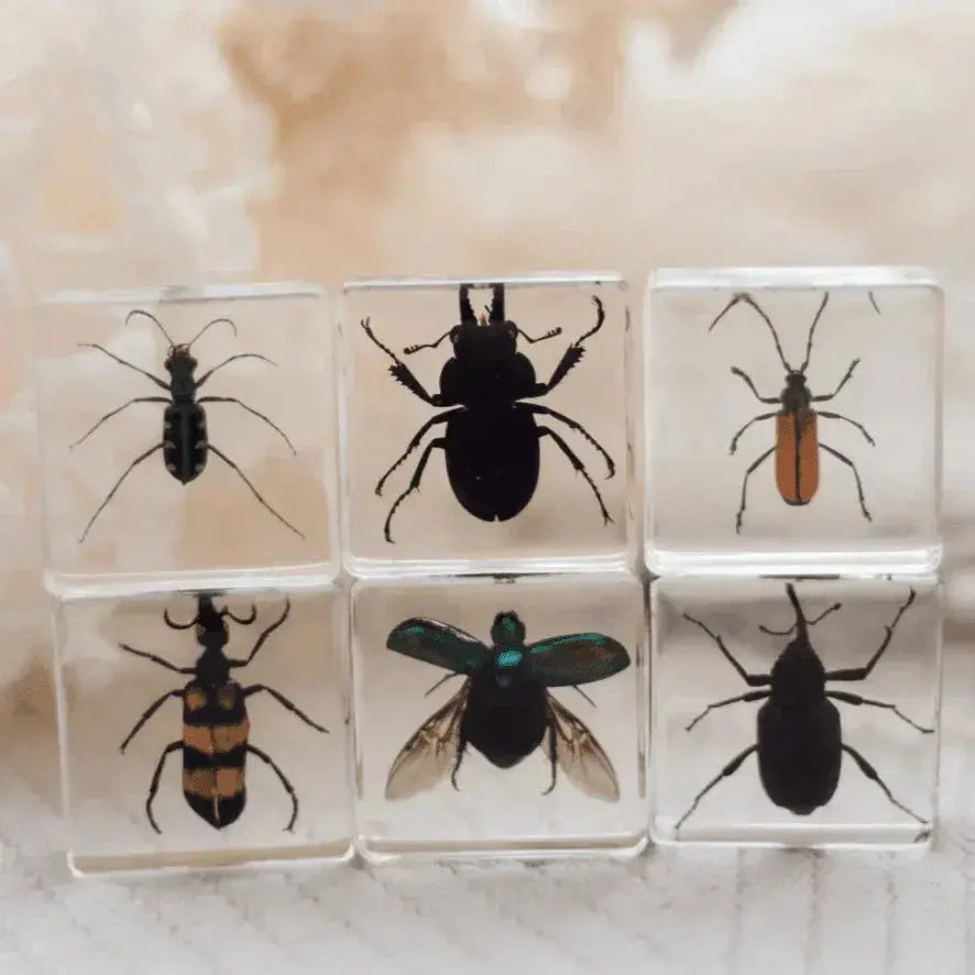 The Curated Parcel - Specimen // Brilliant Bug Set