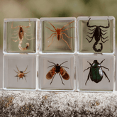 The Curated Parcel - Specimen // Creepy Crawlers Set