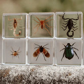 The Curated Parcel - Specimen // Creepy Crawlers Set