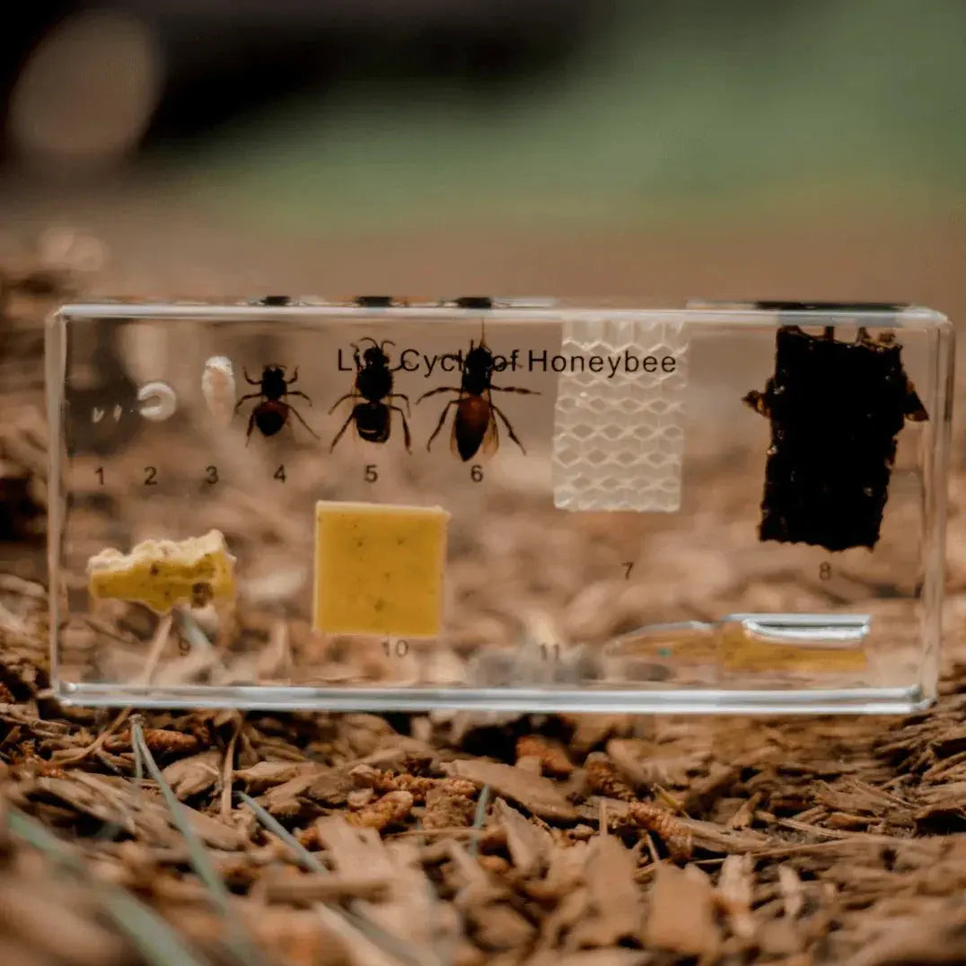 The Curated Parcel - Specimen // Honey Bee Life Cycle Block