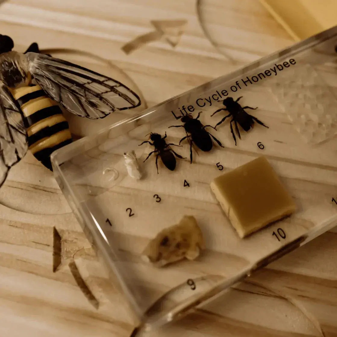 The Curated Parcel - Specimen // Honey Bee Life Cycle Block