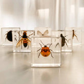 The Curated Parcel - Specimen // Investigative Insects